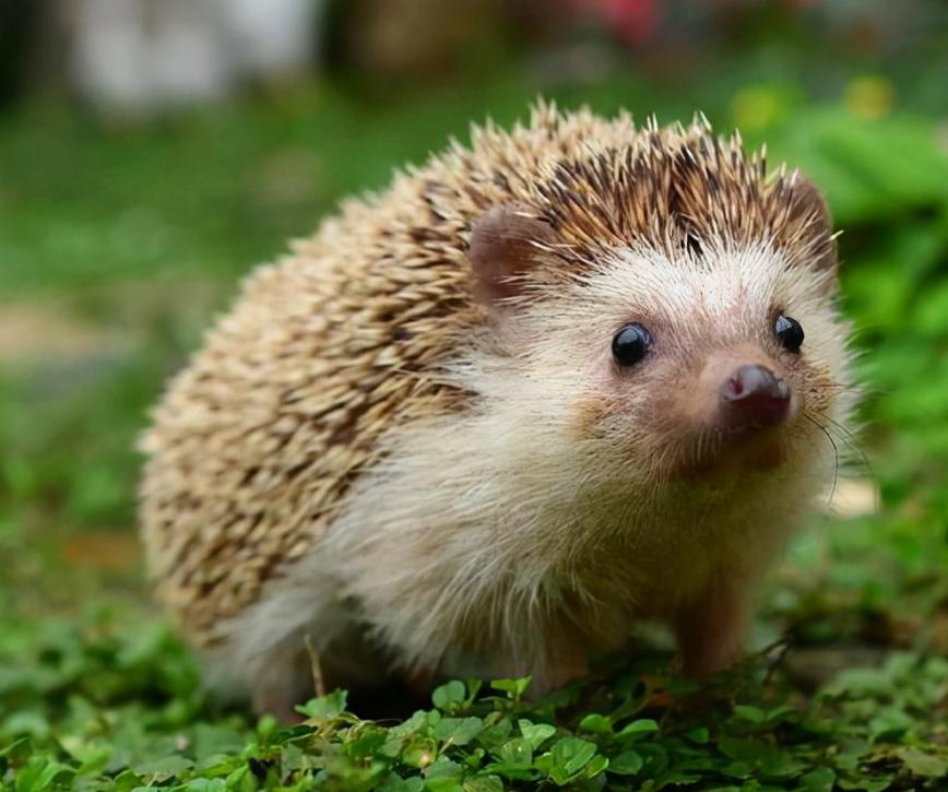 人体冬眠技术能实现吗,人类冬眠技术实现了吗