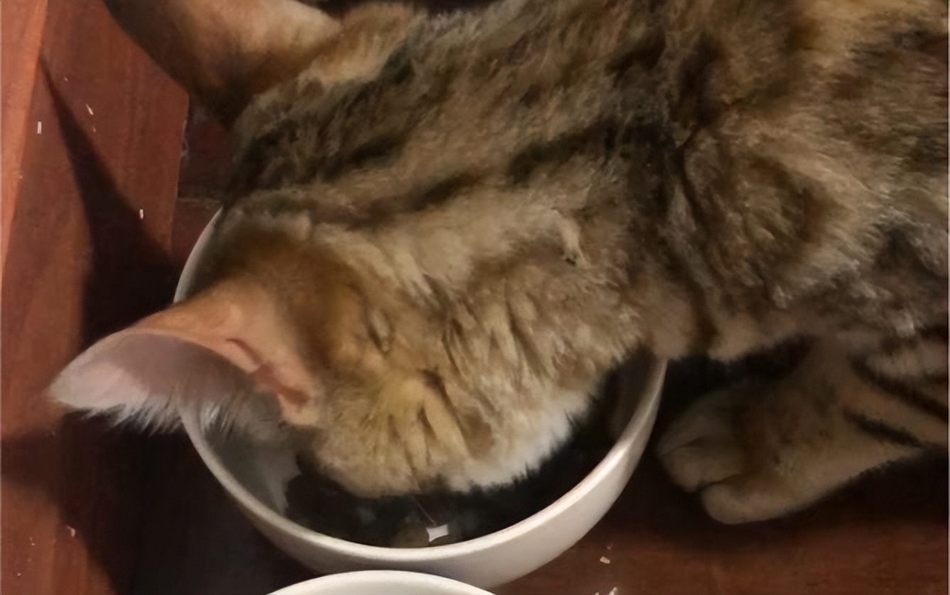 广东老太太捡了一只猫,广东老太上山捡了只小猫