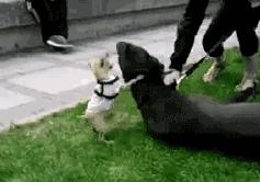 吉娃娃不听话什么原因,吉娃娃爱咬人怎么办