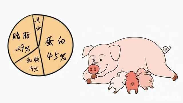 猪奶营养价值极高为什么没人喝,猪奶真的很难喝吗