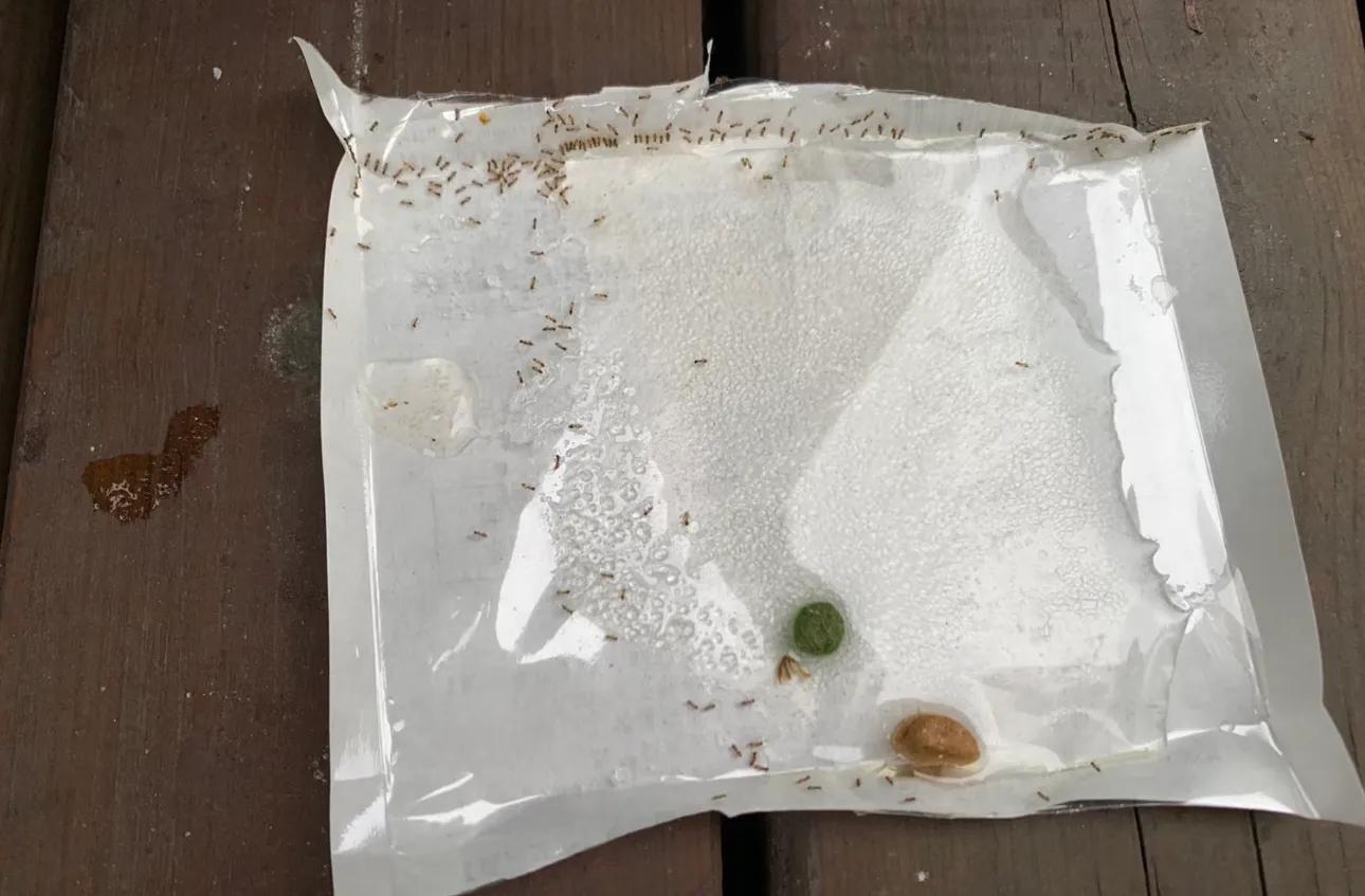 家里有蚂蚁怎么消灭的小妙招,家里如何彻底消灭蚂蚁妙招