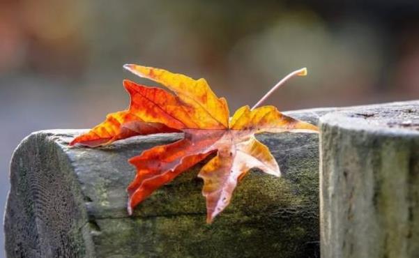 有一种顶级智慧叫及时止损,有一种智慧叫什么