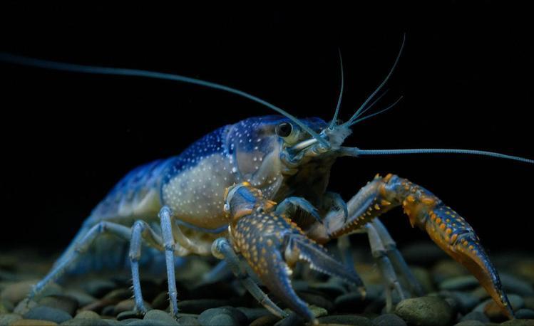 夏天小龙虾到底能不能吃,小龙虾烧烤的危害