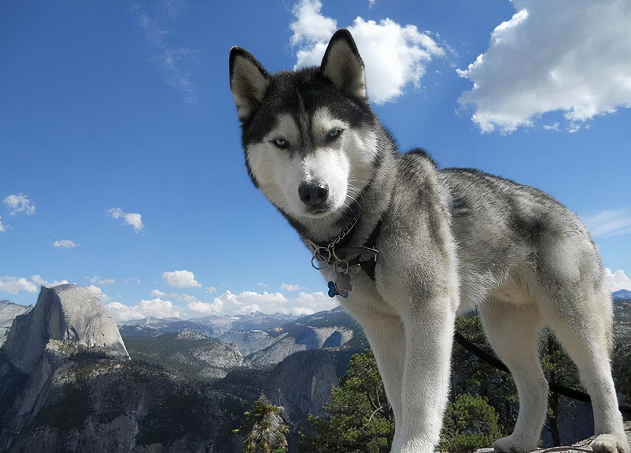 哈士奇饲养优点,哈士奇150缺点和优点