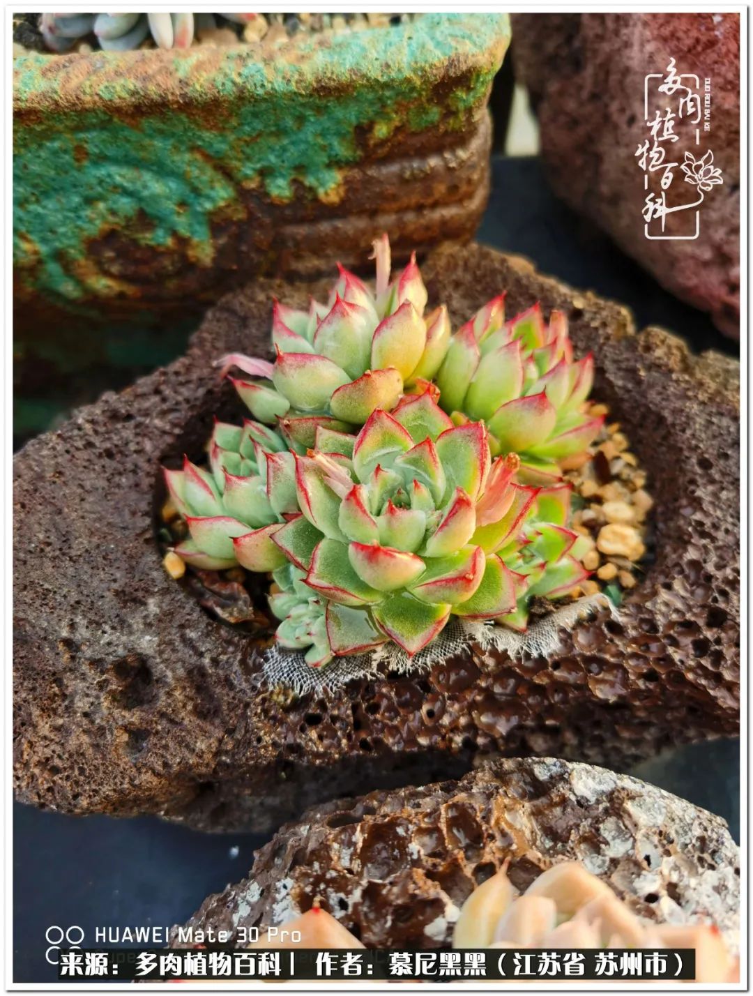 生活需要三分甜,生活需要一半禅意一半烟火