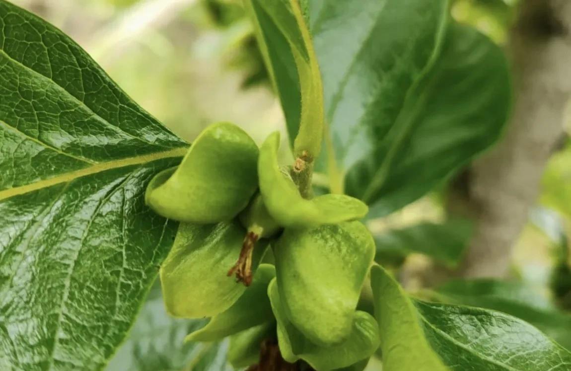 柿子生长期如何防落果,柿子九月份的病虫害管理