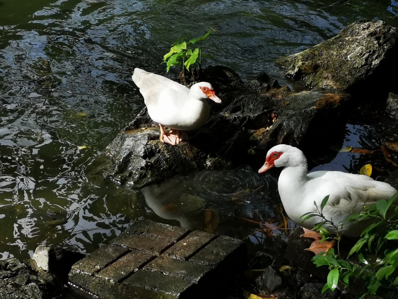 暑期档2019年,2019年暑期档