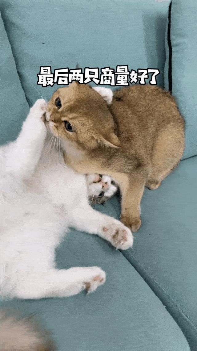 两个猫掐架怎么办,和铲屎官打架的猫咪