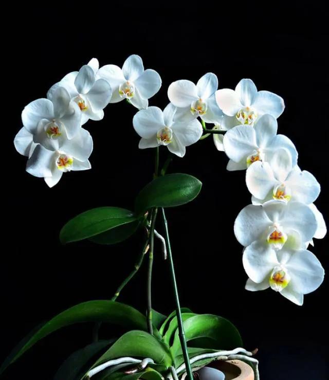 十种最有名的兰花图片,最美的100种兰花图片