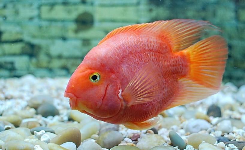 新手养鹦鹉鱼需要注意什么,养鹦鹉鱼应该注意什么问题和细节