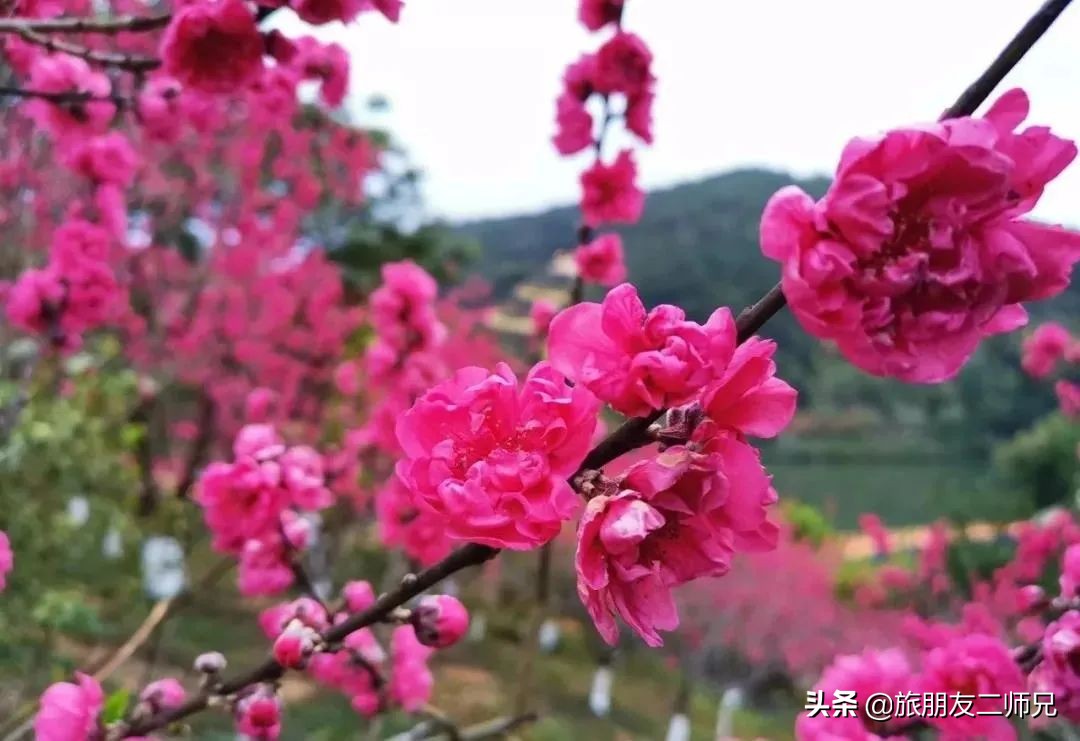 梅州4日3夜旅游路线攻略,春游去哪玩梅州樱花谷