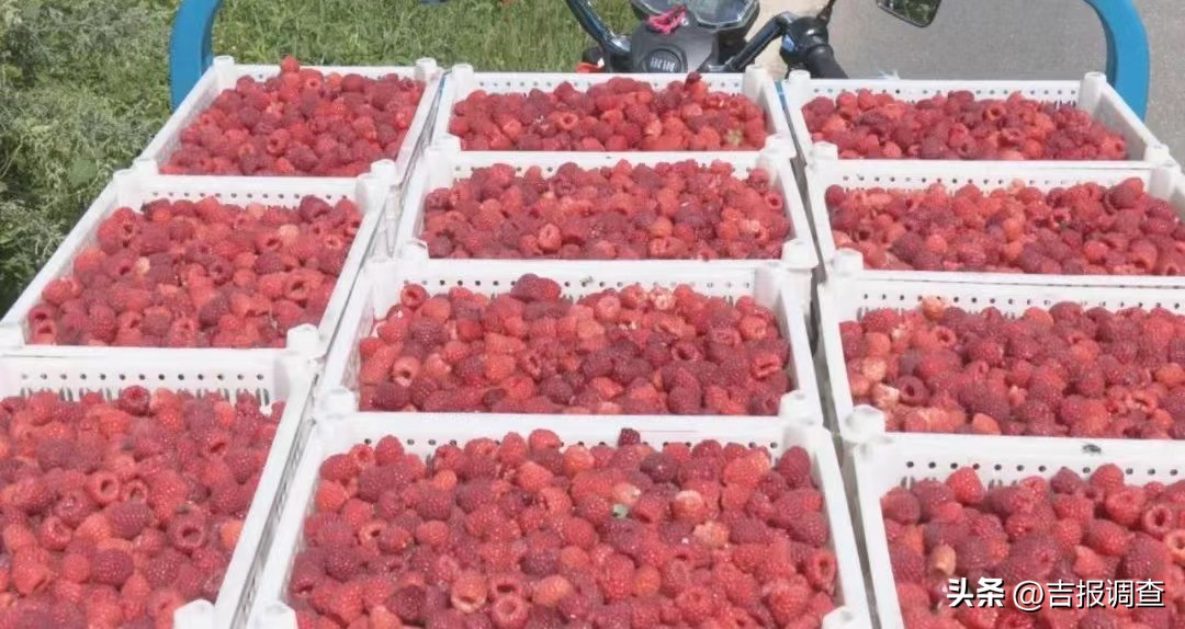 小树莓孵化大产业走上致富路,本地树莓成农家致富摇钱树