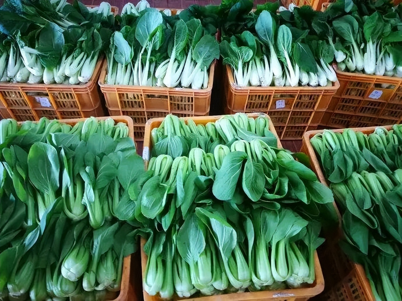 朱虹解读,朱虹讲述