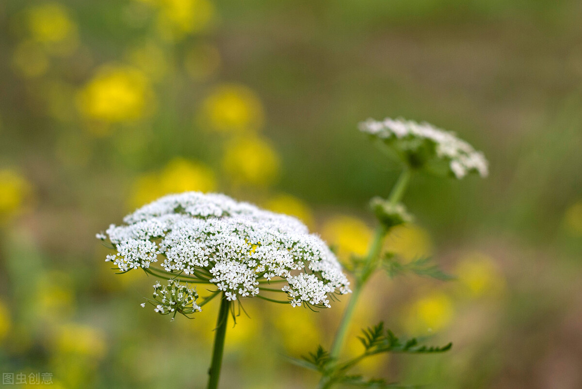 外阴瘙痒中药外洗方,治疗肛周瘙痒的外洗中药