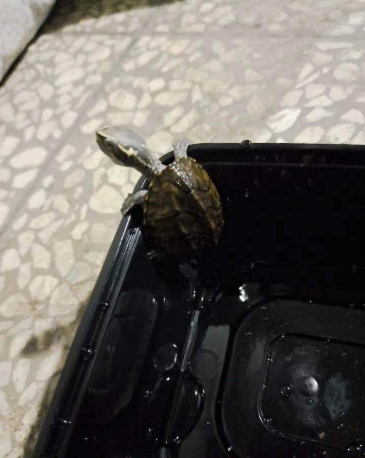 迷你麝香龟和普通麝香龟价格,麝香龟大龟品相