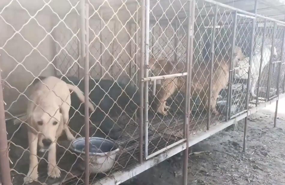 被养殖场淘汰的金毛犬，只能在笼子里端着盆子替它的孩子讨要食物