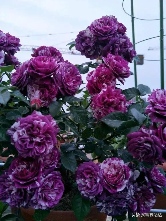 赏心悦目的花朵，风采万千，千姿百态，魅力无限，太美了