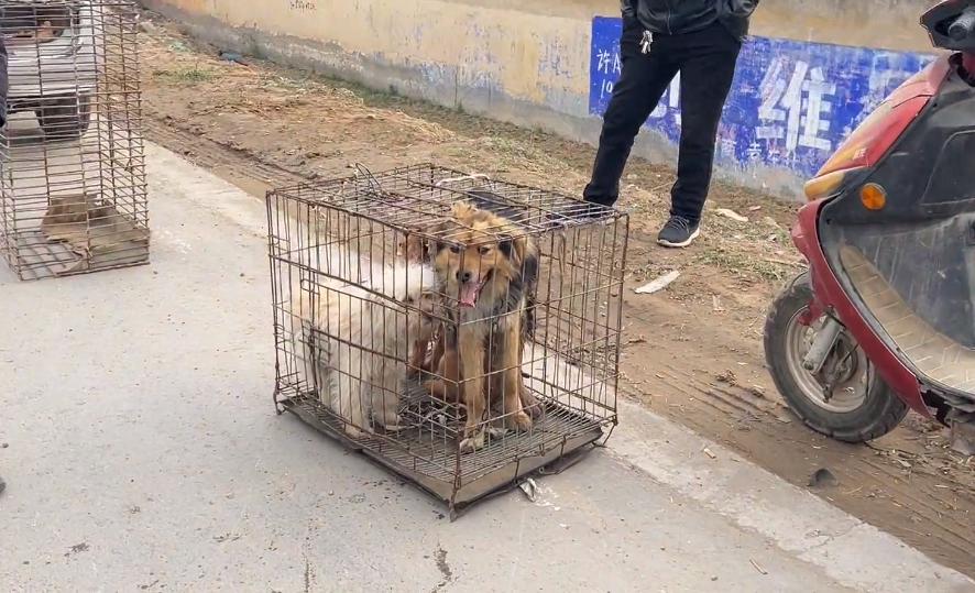 河南:200块,瘦德牧进了笼,发现大爷不舍,大娘:咱俩喂不起