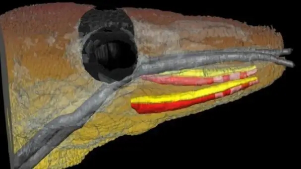 为什么许多人害怕壁虎？难道它真的有毒？