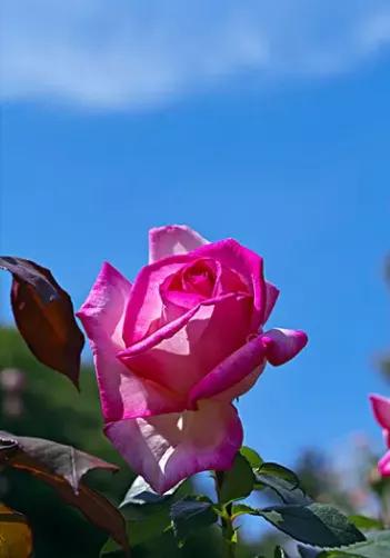 蓝天与花朵唯美图片,唯美阳光花朵图片