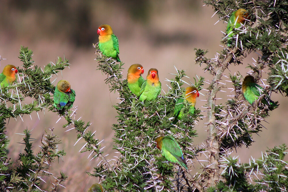 高清图集｜盘点那些“气质超群”的鸟类
