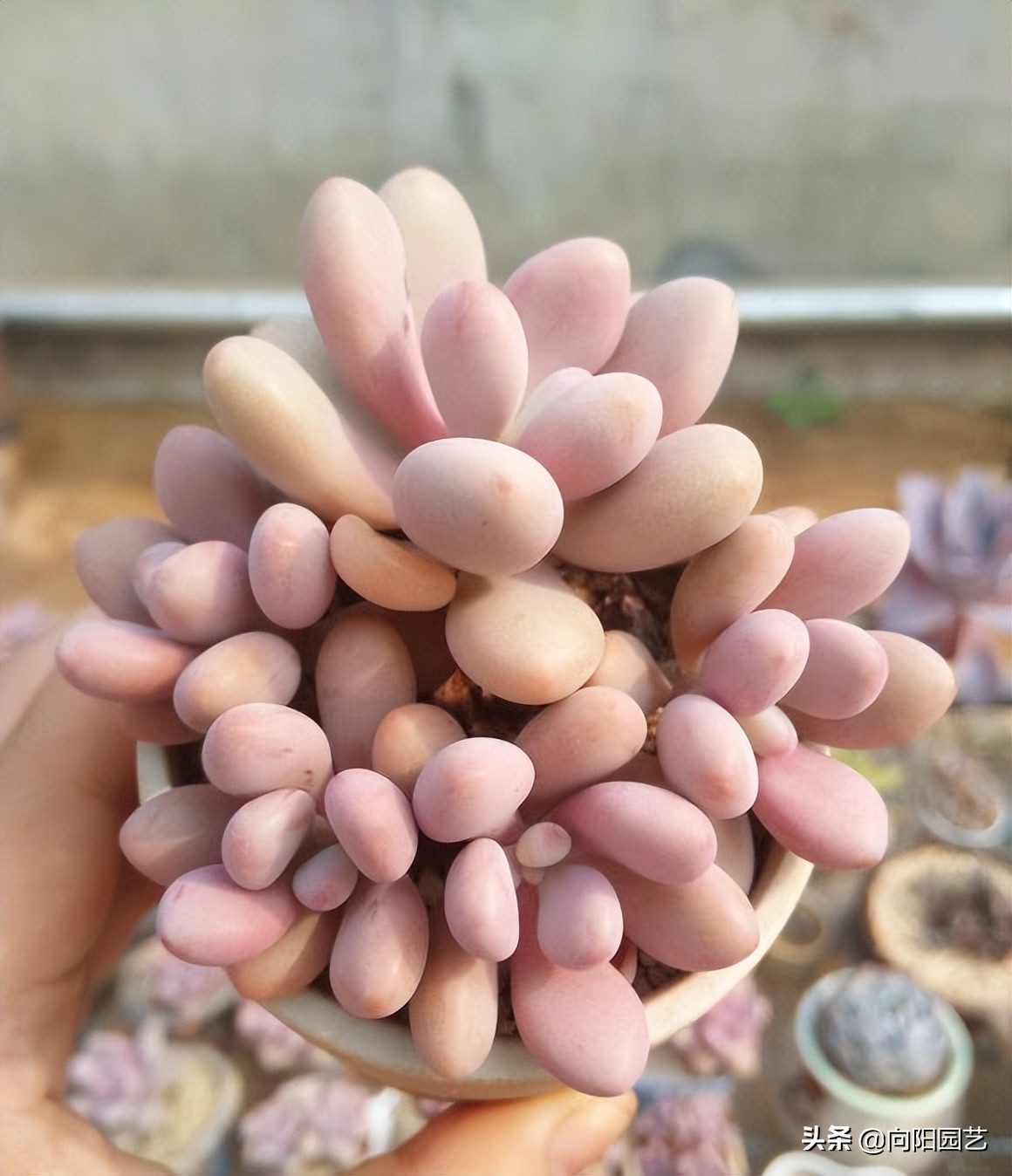 多肉水浇多了根腐烂怎么补救,室外养多肉为什么徒长