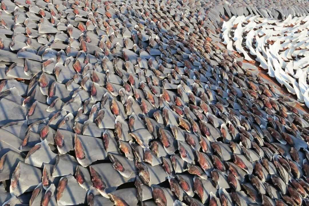 被割掉鱼翅的鲨鱼视频,鲨鱼割掉鱼翅还能活吗视频讲解