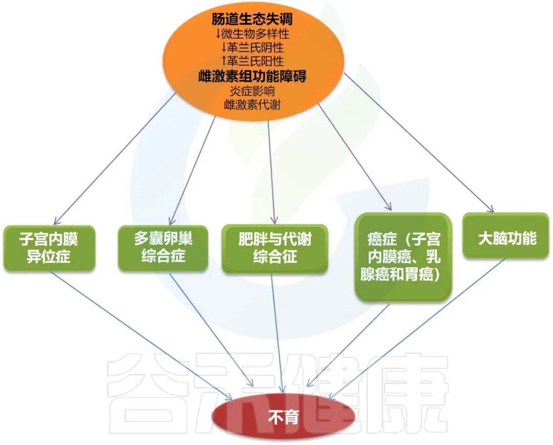 雌激素对肠道菌群的影响,调节雌激素内分泌的益生菌