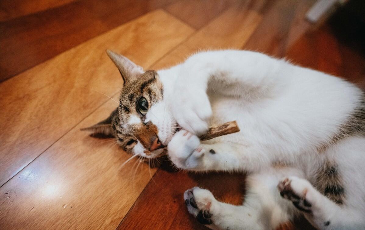 忽悠我养“简州猫”的人，你们把我给害苦了