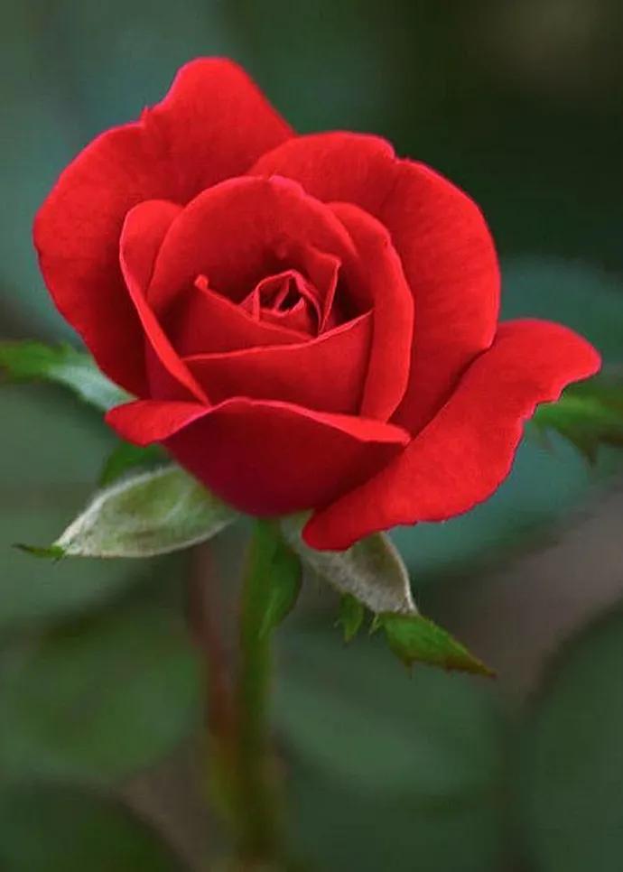 这二十幅极品花卉越看越醉,超好看又耐看的花卉图