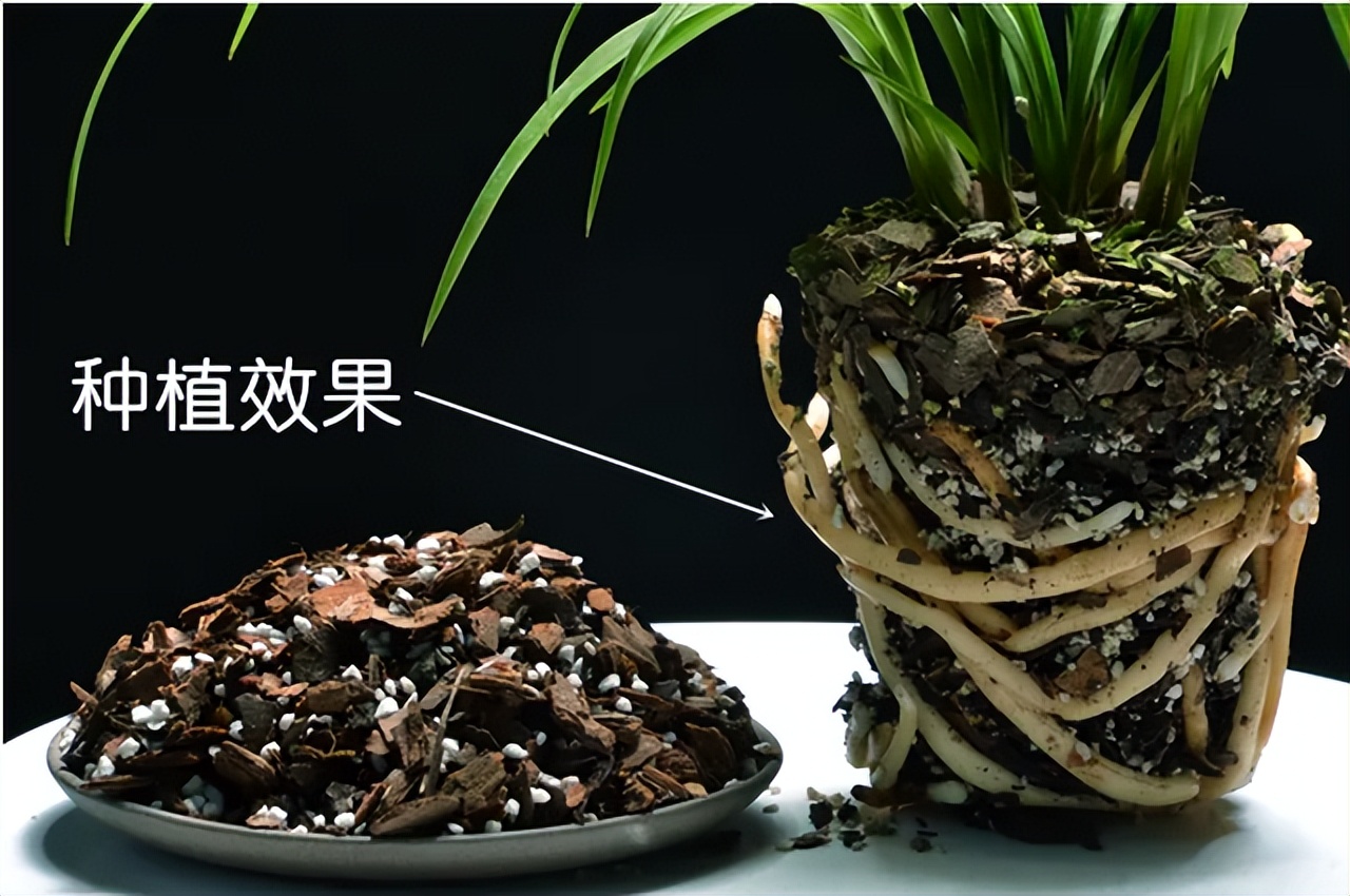 多肉不怕冷的办法,多肉怕冷吗冬天多肉怎么养