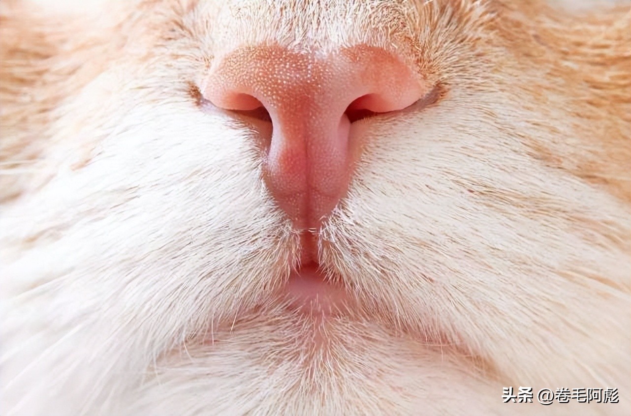 为什么动物交配前会相互闻屁股，看似尴尬的行为，却充满科学依据