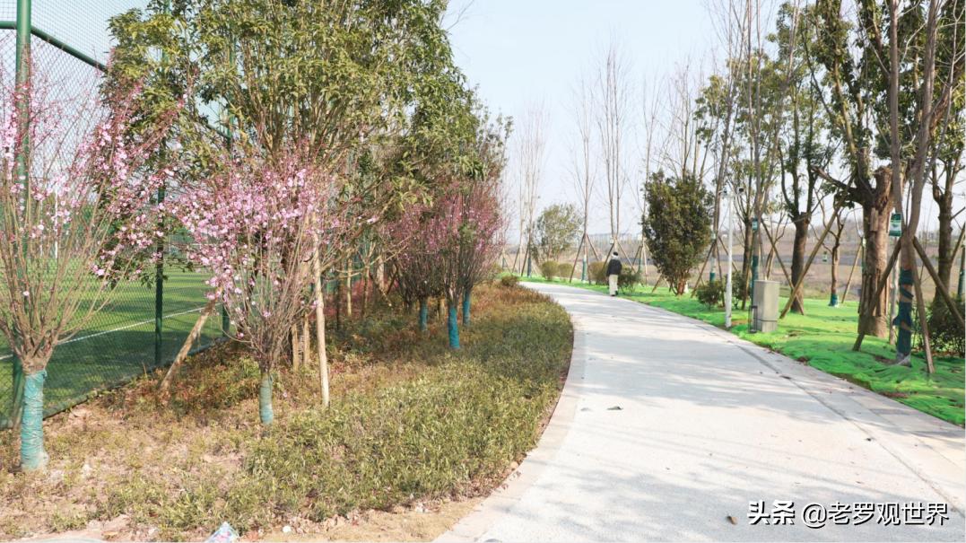 高家坝足球运动公园,高家坝运动公园足球场