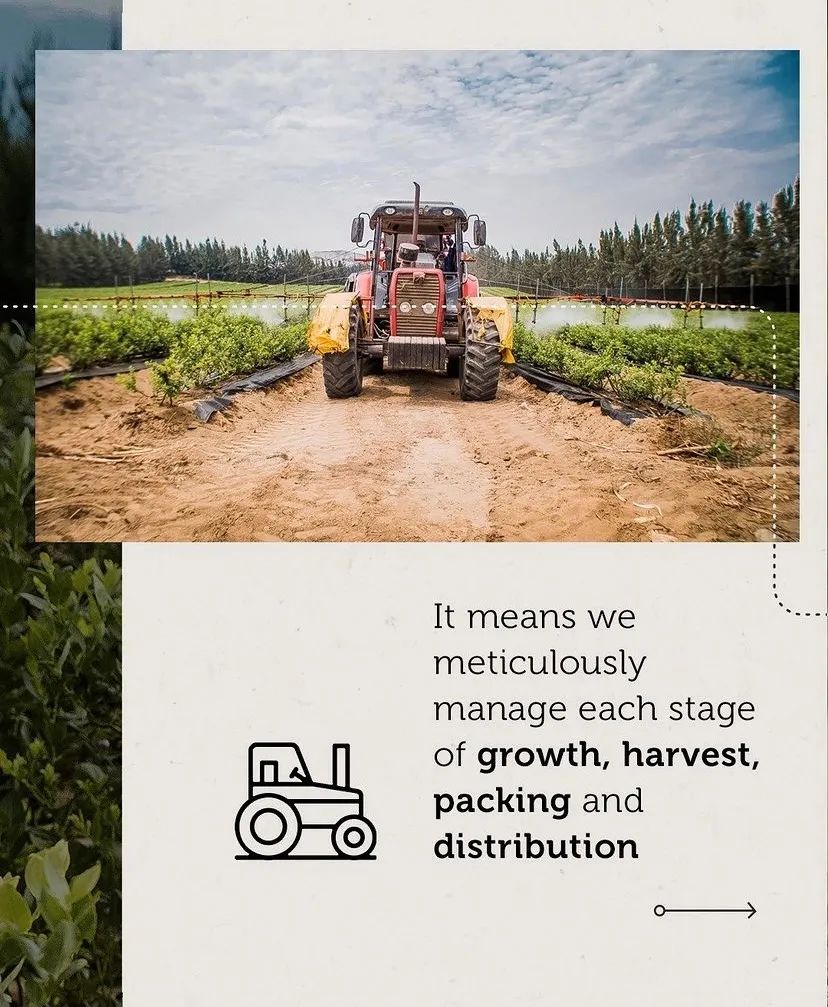 吃蓝莓叶黄素对改善视力有好处吗,吃蓝莓和吃胡萝卜哪个对视力更好