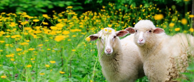 阳了如何做好居家安全消毒？