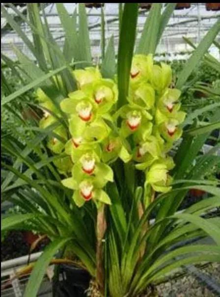 大红袍兰花是什么品种,兰花的品种什么最好