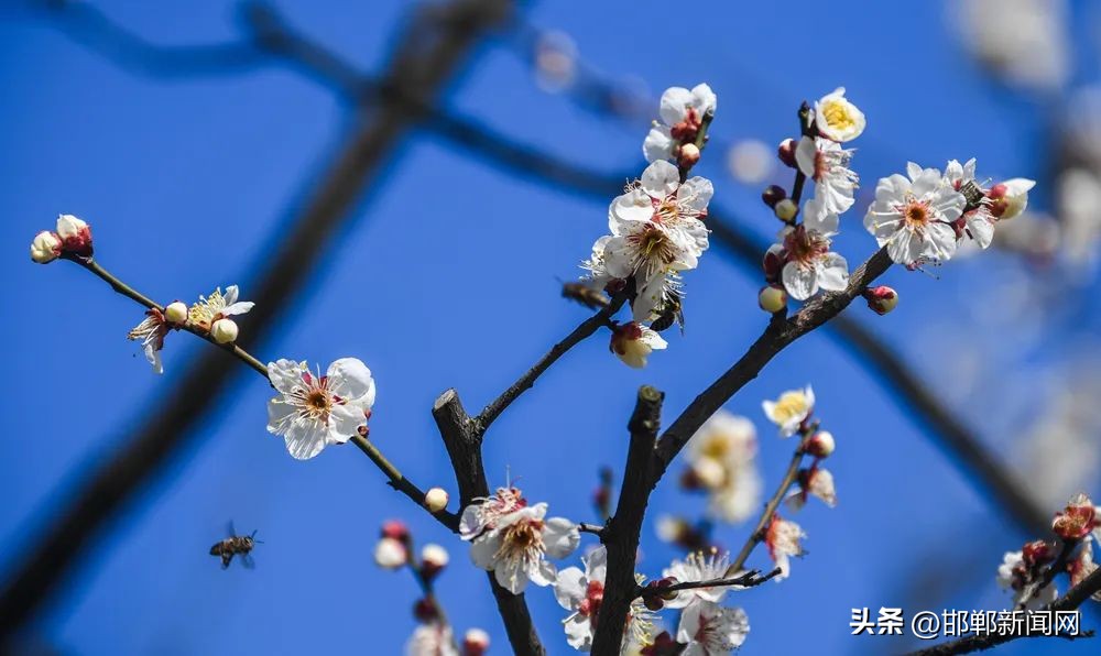 邯郸警方悬赏通告,邯郸悬赏通告