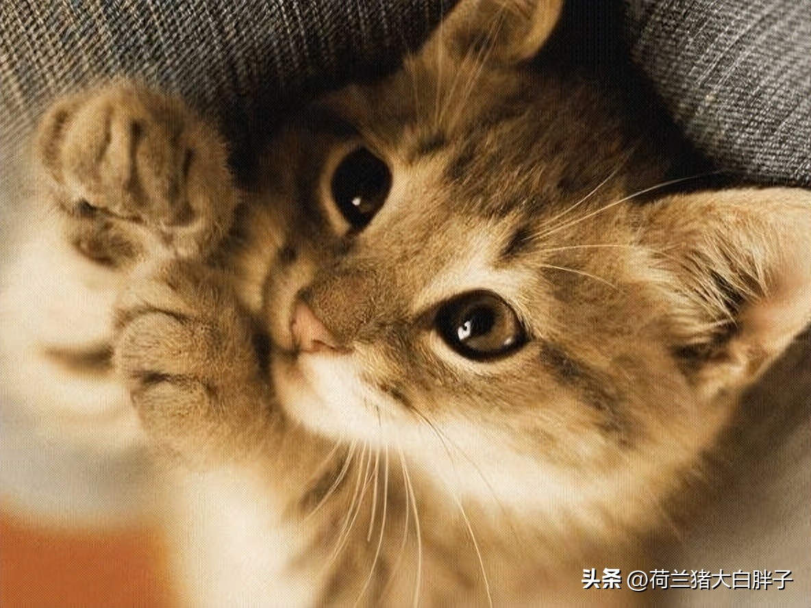 跳蚤有什么危害怎么消除,有跳蚤怎么办消灭跳蚤的最佳方法