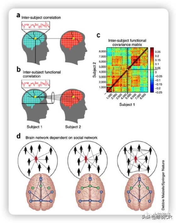 大脑循环系统,大脑视觉网络包括哪些脑区