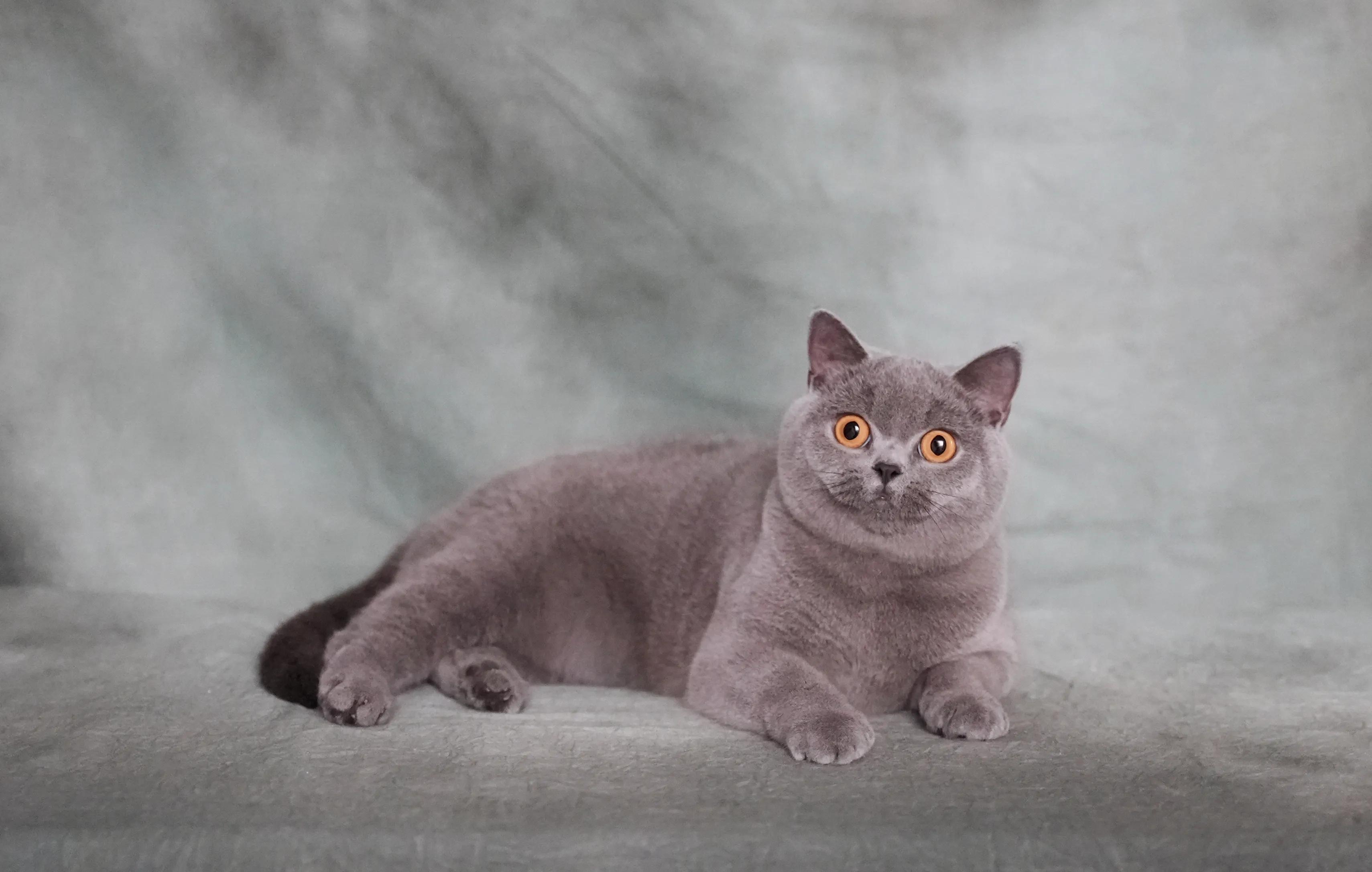 成都猫舍避坑,新手如何选择猫舍