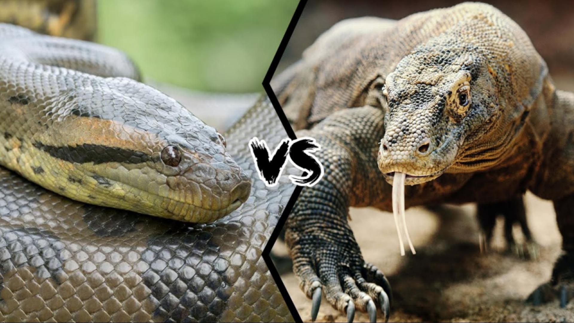 绿森蚺和科莫多巨蜥单挑谁赢,森蚺对战科摩多巨蜥