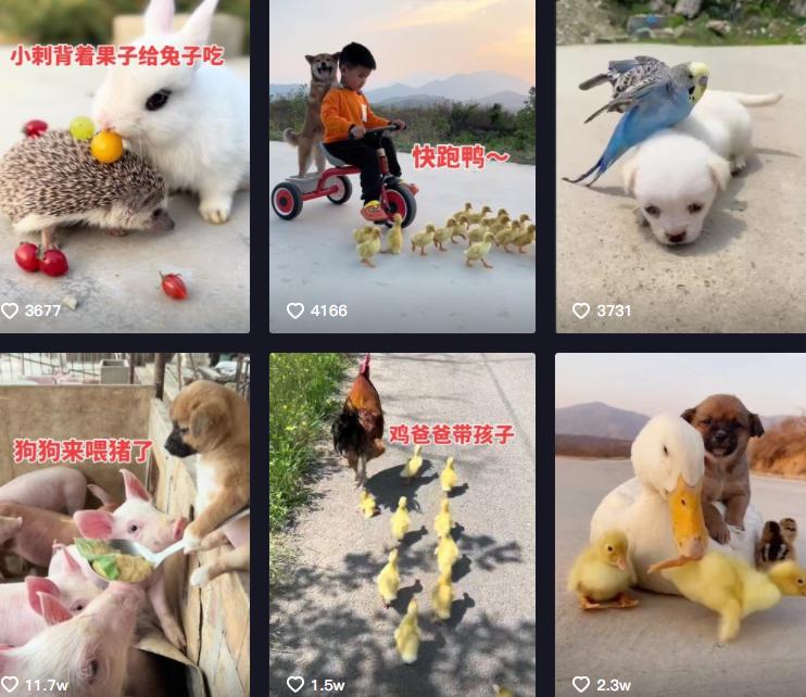 “狗界巅峰”：“把鸭当妈”骑鸭背上，全网最萌小狗吸粉550万
