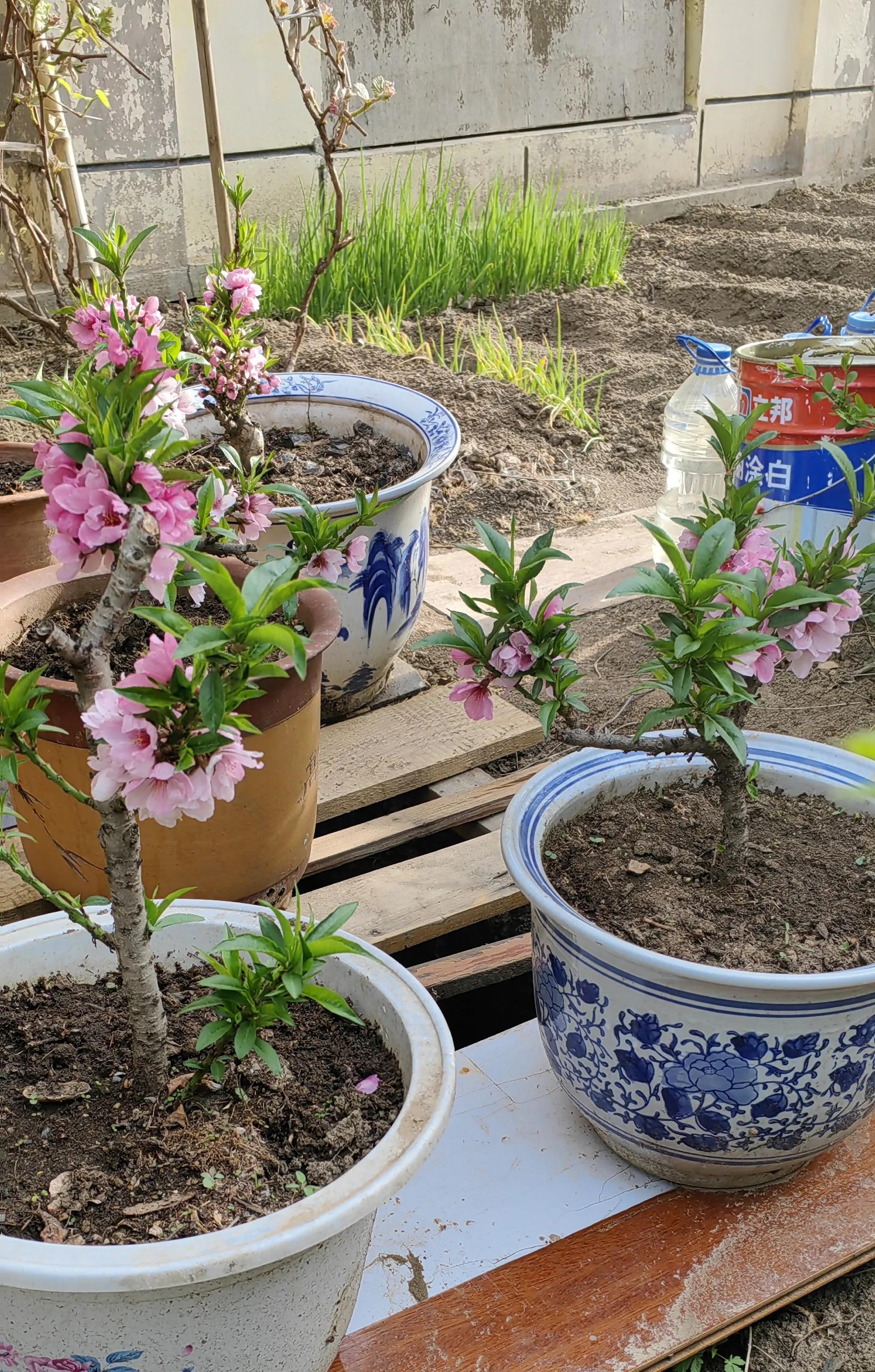 盆桃已坐果，吃完我留核——桃树可以驱疫辟邪