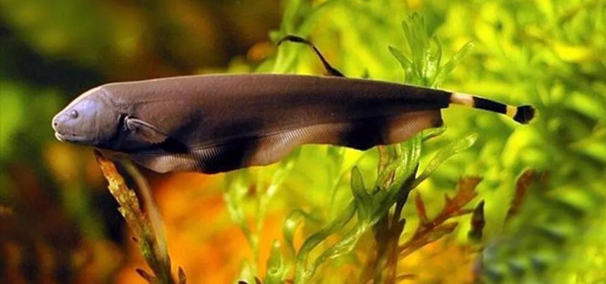 动物内脏的秘密有哪些作用,动物身体部位的秘密