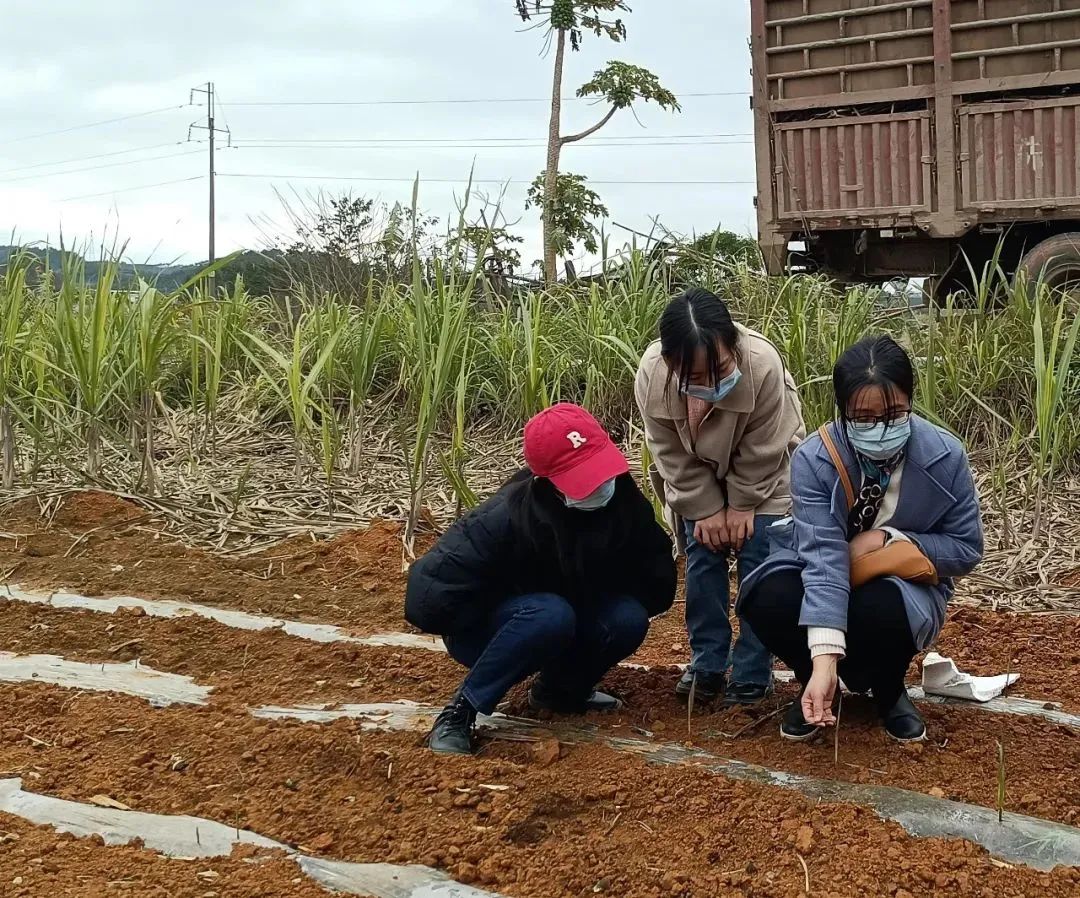 基层农业春耕备耕新闻,各地抢抓农时全力做好春耕备耕