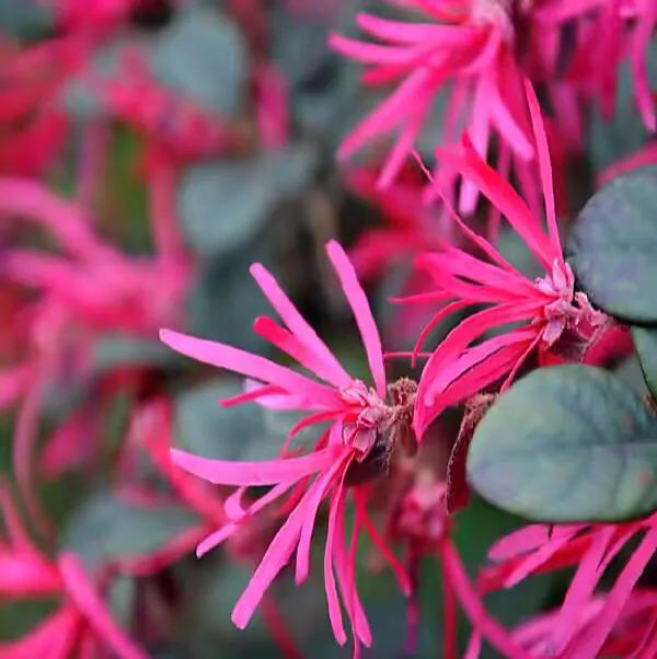红花檵木介绍牌,红花檵木解说