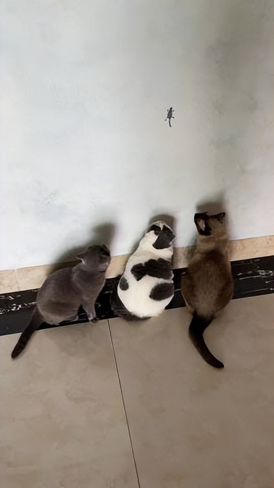 网友画“壁虎”想耍耍自家猫，可没想到…把全网的猫都给骗了