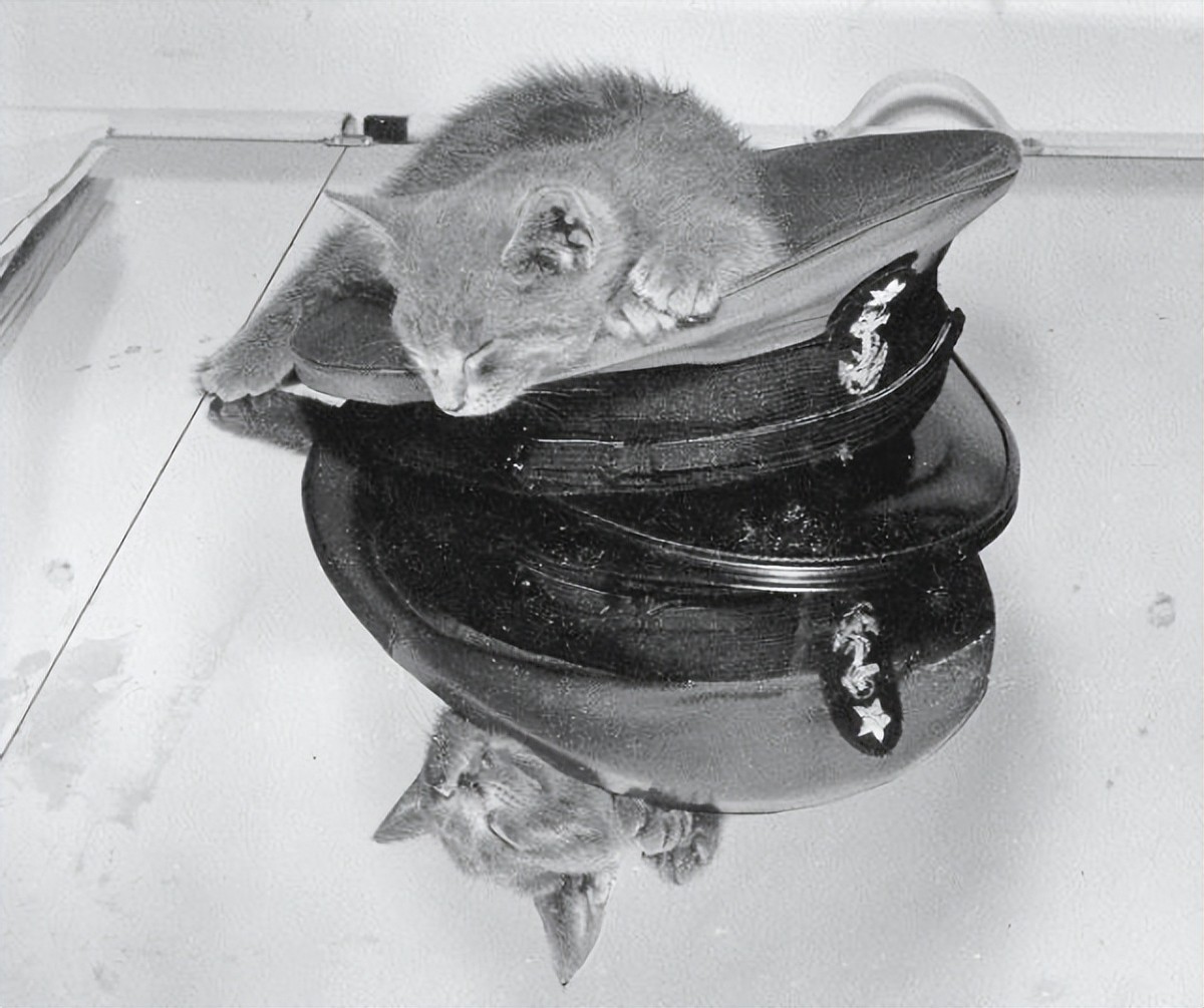 我国航母有老鼠吗,美军航母老鼠泛滥