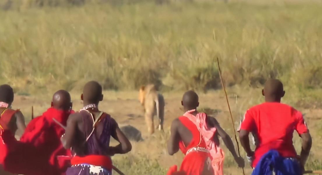 草原之王狮子怕马赛人,狮子怕马赛人还是草原霸主