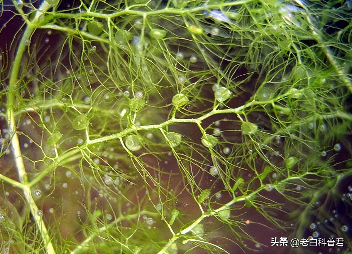 九种有趣的食肉植物,世界十大食肉植物排名